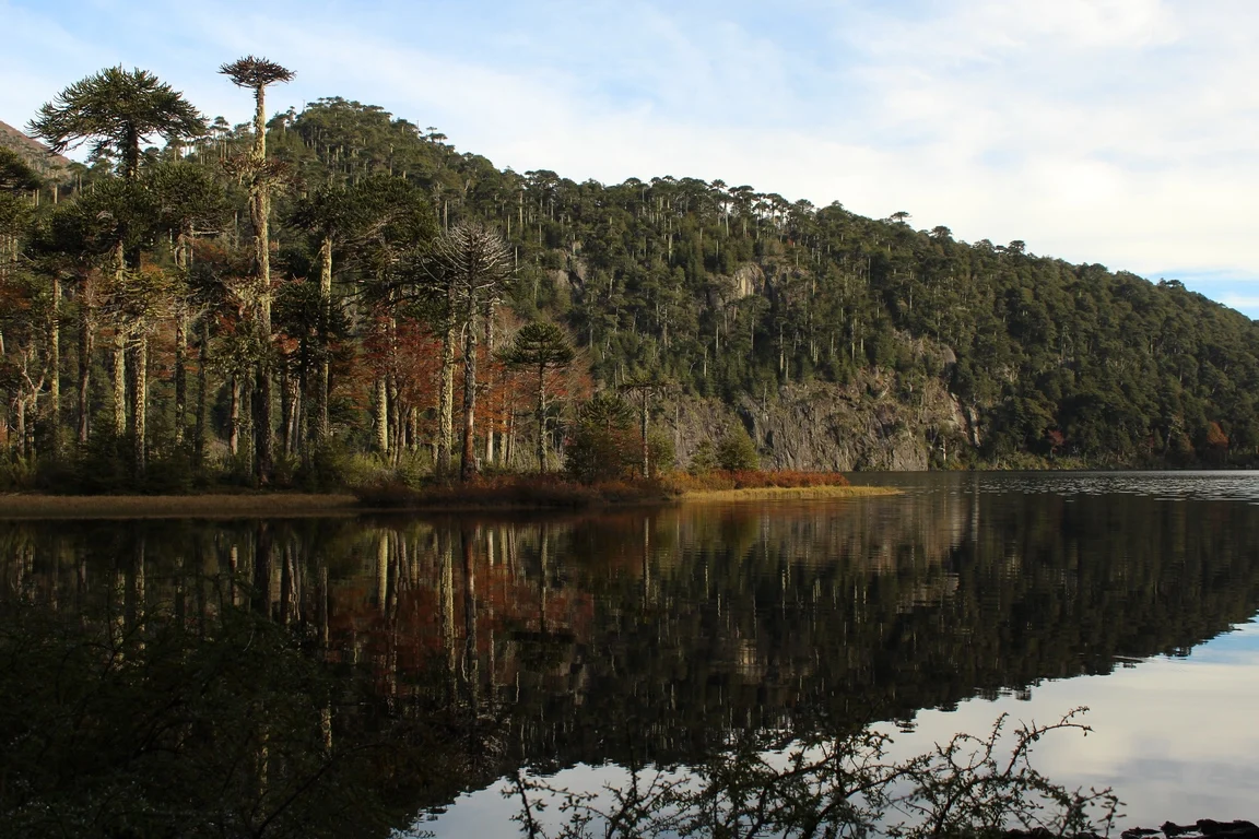 Bosque nativo junto al agua, archivo fotográfico de Santa Berta