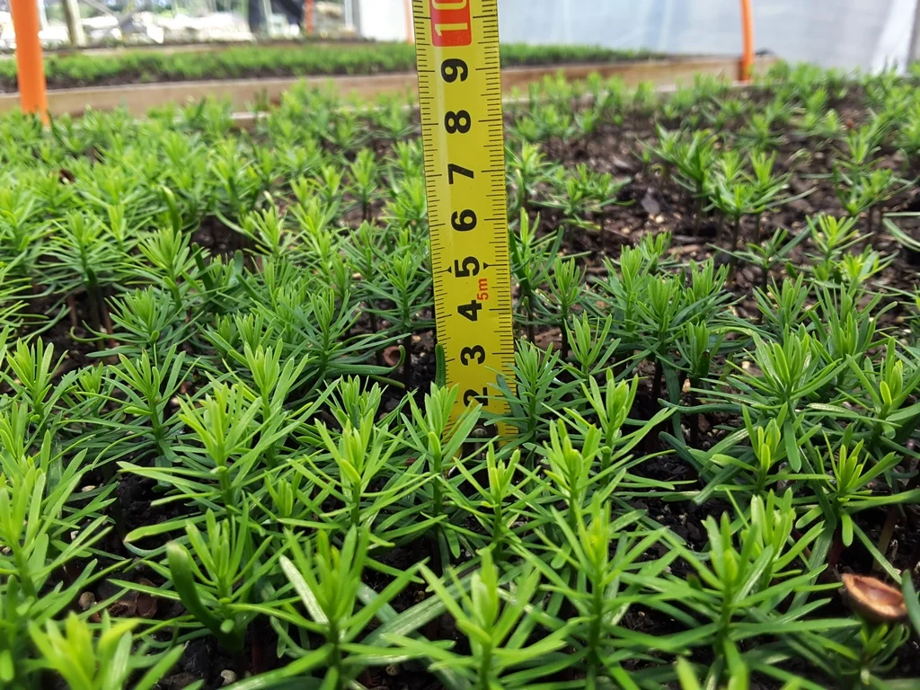 Medición de plantas durante una inspección forestal