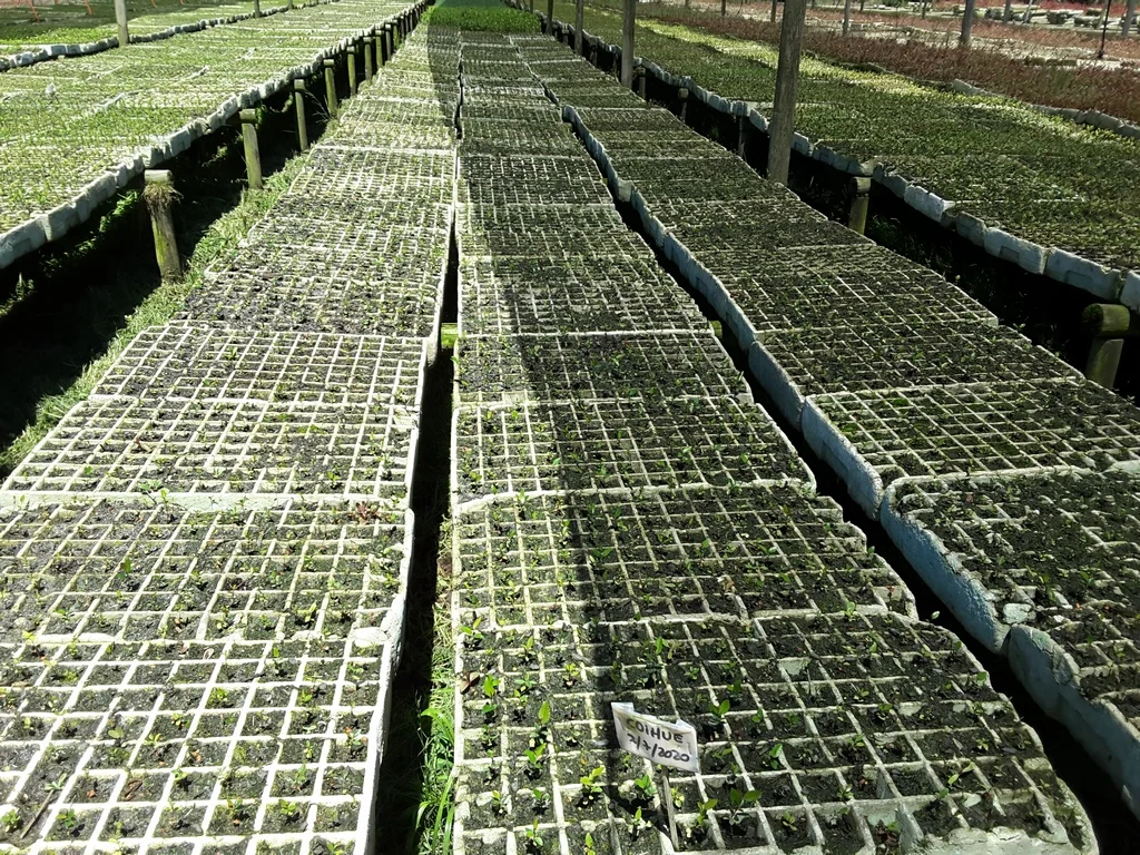 Plantas en vivero, archivo de inspecciones de Santa Berta